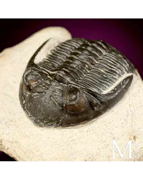 Trilobite Hollardops Mesocristata.