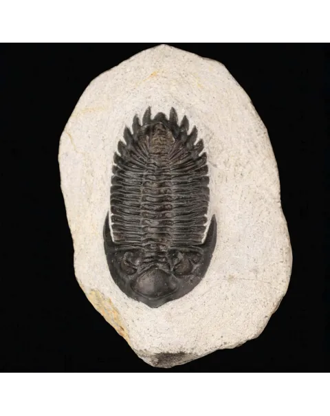 Trilobite fossile Hollardops Mesocristata – Devoniano medio, Marocco.