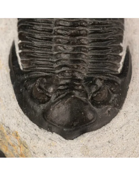 Trilobite fossile Hollardops Mesocristata – Devoniano medio, Marocco.