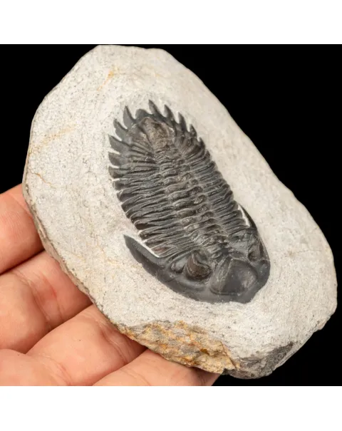 Trilobite fossile Hollardops Mesocristata – Devoniano medio, Marocco.
