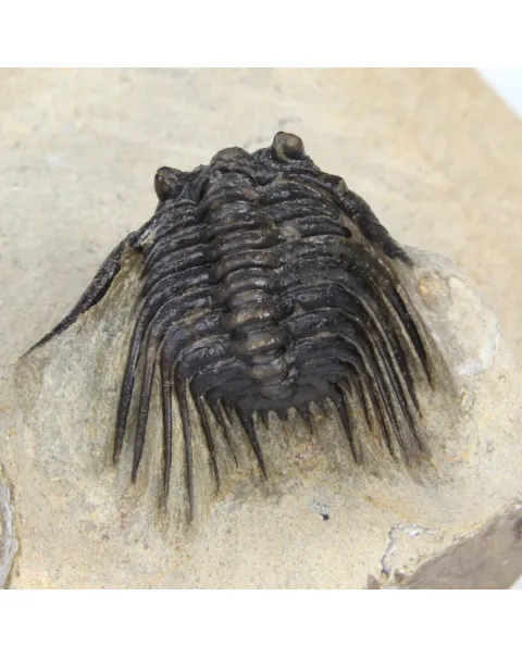 Leonaspis sp. e Crotalecephalus Gibbus
