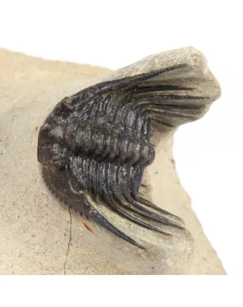 Leonaspis sp. e Crotalecephalus Gibbus