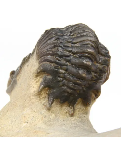 Leonaspis sp. e Crotalecephalus Gibbus