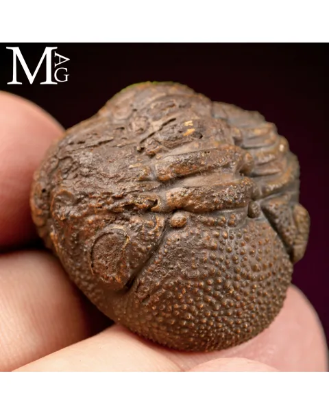 Trilobite Gerastos Granulosus – Enrollment