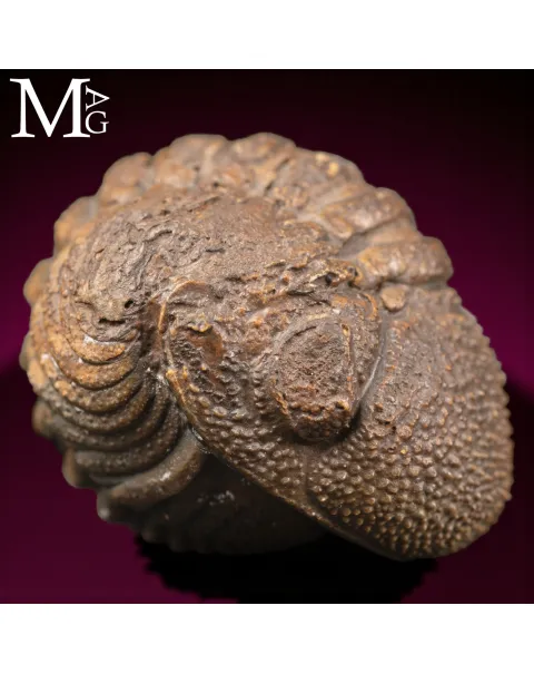 Trilobite Gerastos Granulosus – Enrollment