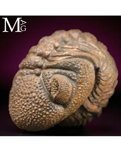 Trilobite Gerastos Granulosus – Enrollment