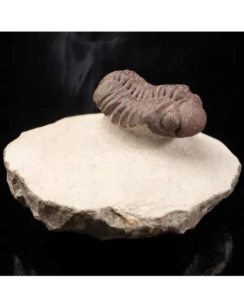 Raro Barrandeops Granulops – Trilobite rosso.