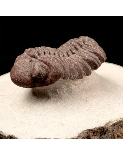 Raro Barrandeops Granulops – Trilobite rosso.