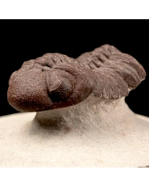 Raro Barrandeops Granulops – Trilobite rosso.