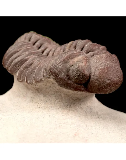 Raro Barrandeops Granulops – Trilobite rosso.