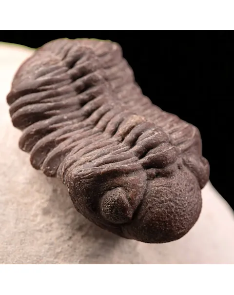 Raro Barrandeops Granulops – Trilobite rosso.