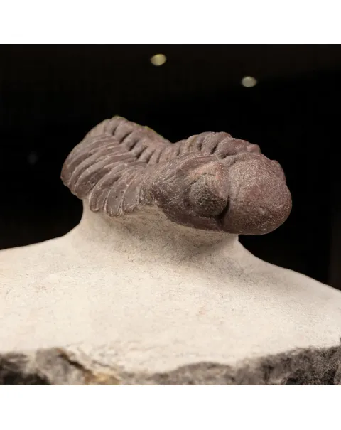 Raro Barrandeops Granulops – Trilobite rosso.