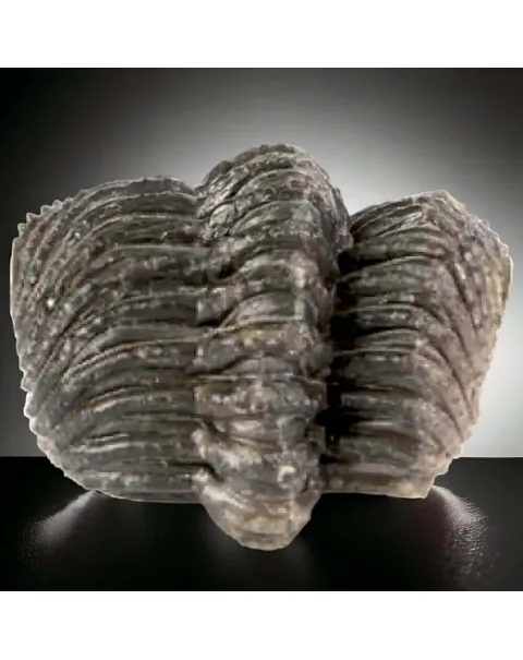 Fossile di Drotops Megalomanicus.