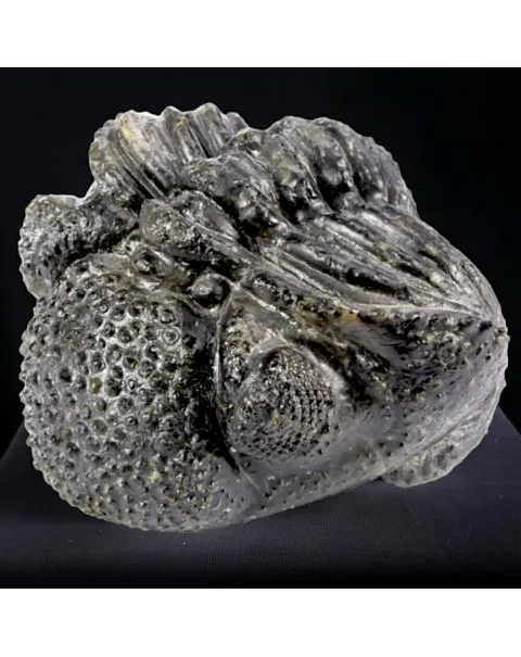 Fossile di Drotops Megalomanicus.