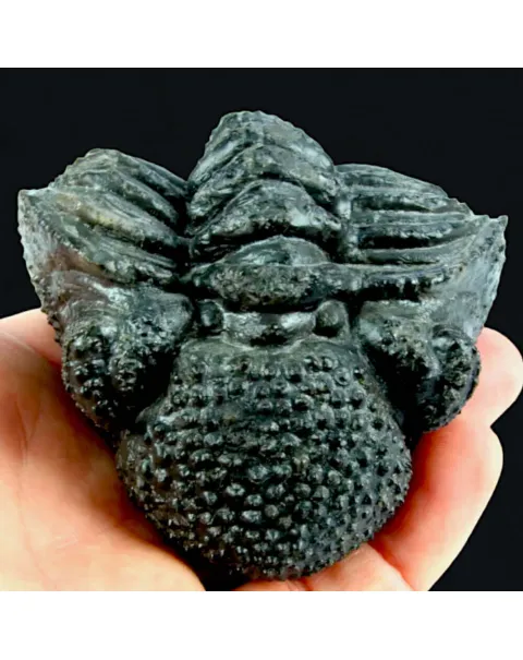 Fossile di Drotops Megalomanicus.