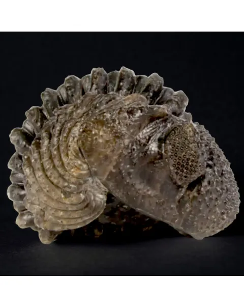 Fossile di Drotops Megalomanicus.