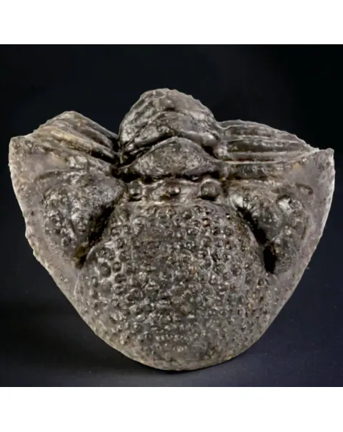 Fossile di Drotops Megalomanicus.