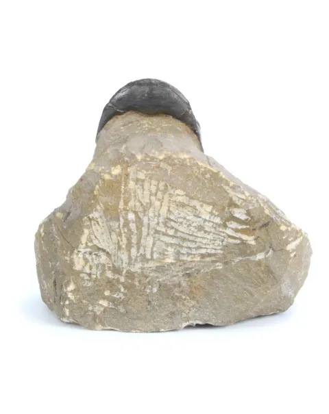 Paralejerus