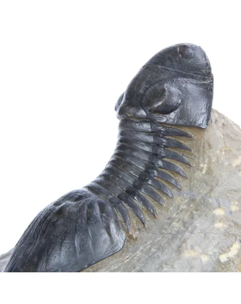 Paralejerus