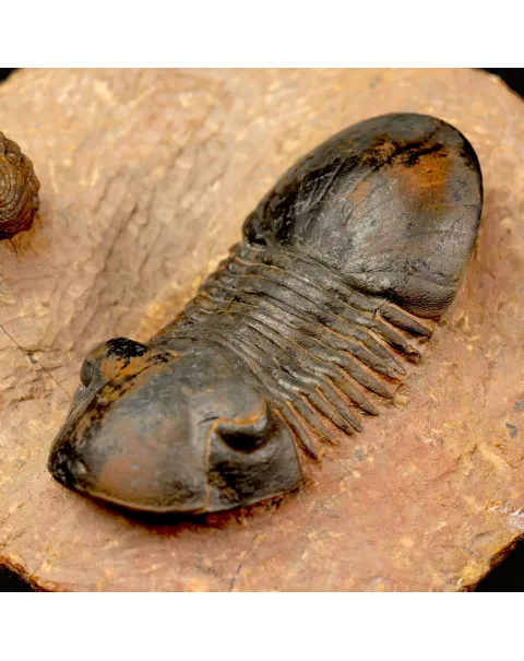 Trilobiti Paralejurus sp. e Reedops sp.