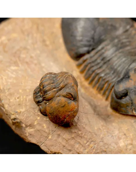 Trilobiti Paralejurus sp. e Reedops sp.