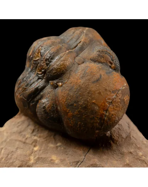 Trilobiti Paralejurus sp. e Reedops sp.