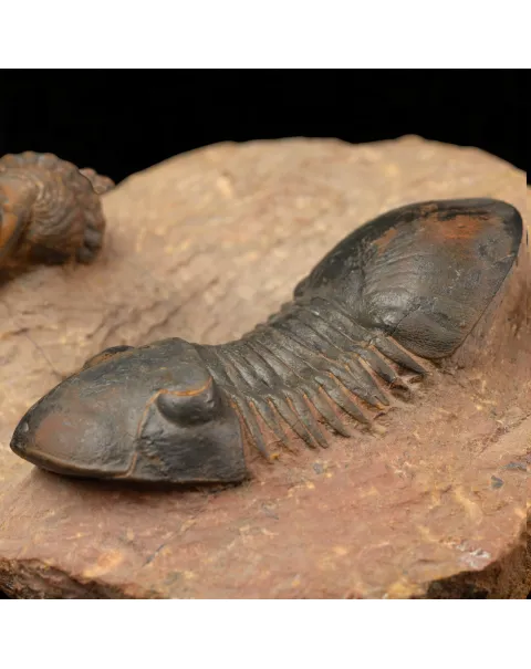 Trilobiti Paralejurus sp. e Reedops sp.