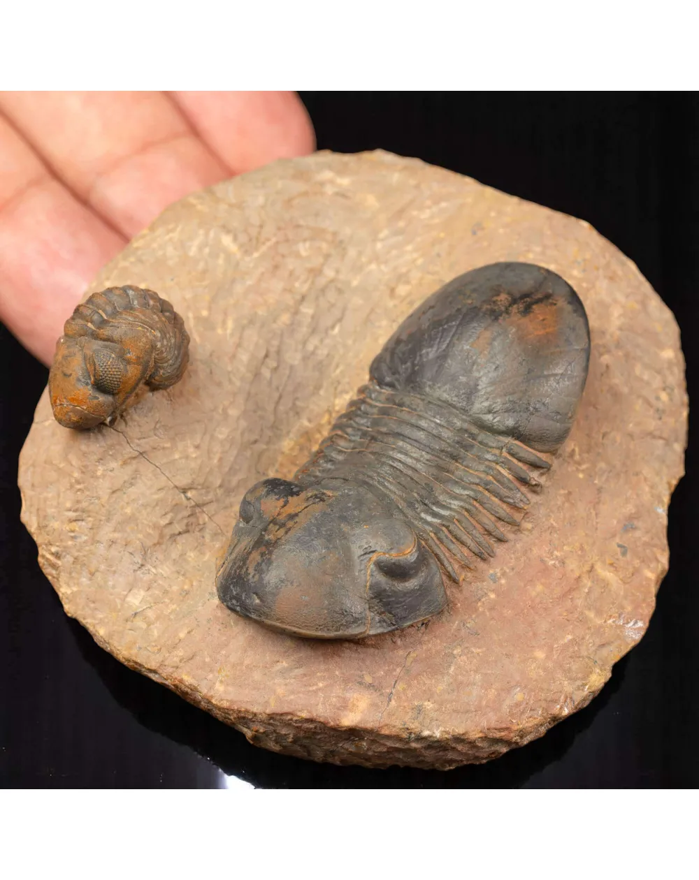 Trilobiti Paralejurus sp. e Reedops sp.
