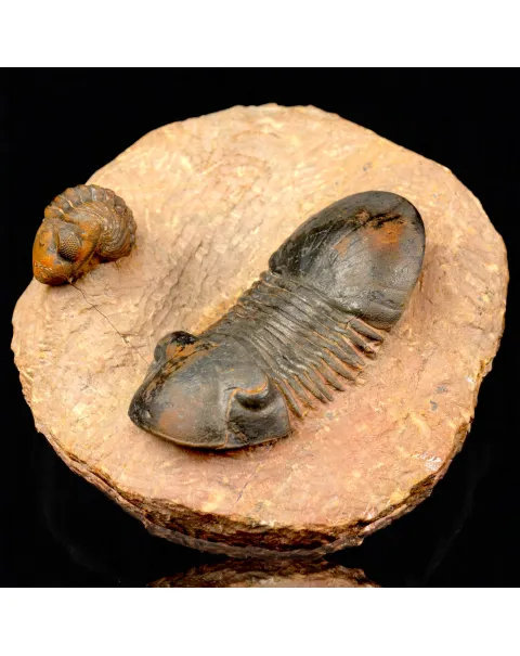 Trilobiti Paralejurus sp. e Reedops sp.
