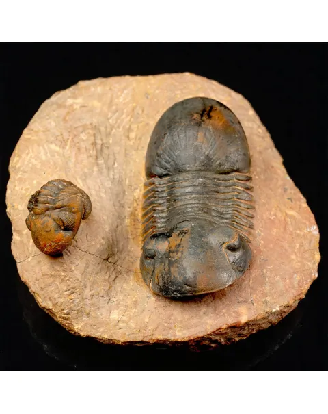 Trilobiti Paralejurus sp. e Reedops sp.