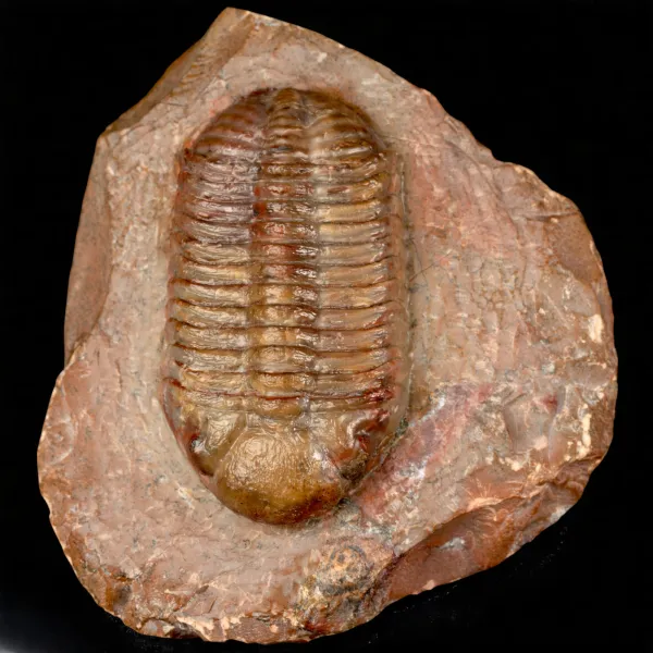 Trilobite fossile Austerops sp. – Devoniano medio, Marocco
