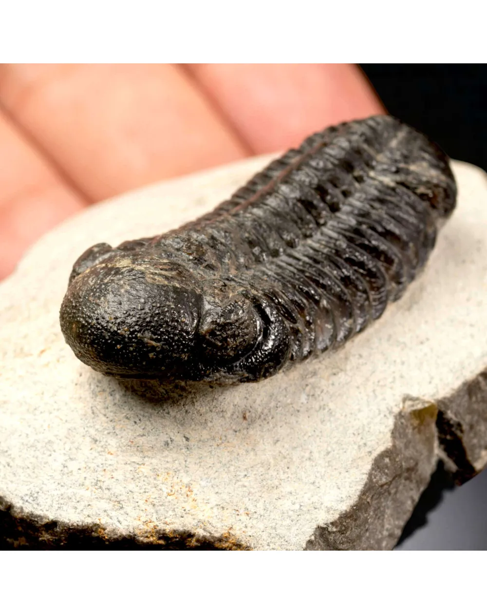 Trilobite Fossile  Phacops Rana – Devoniano, Marocco