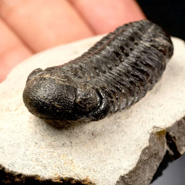 Trilobite Fossile  Phacops Rana – Devoniano, Marocco