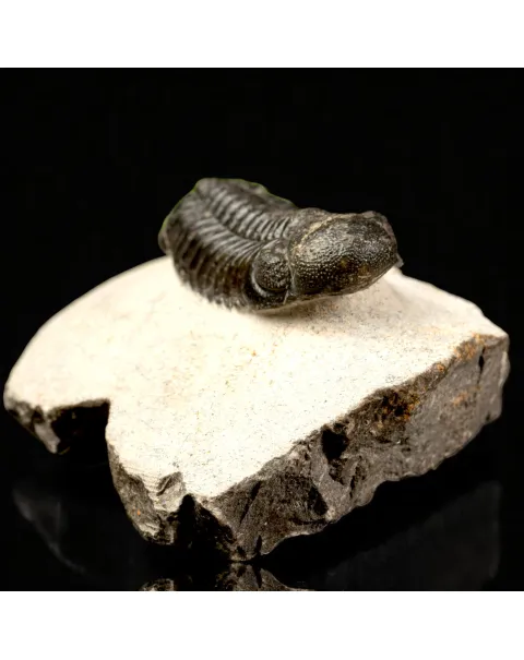 Trilobite Fossile  Phacops Rana – Devoniano, Marocco