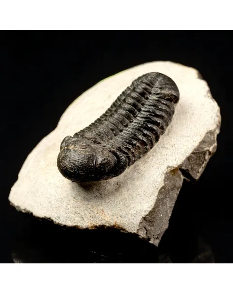 Trilobite Fossile  Phacops Rana – Devoniano, Marocco