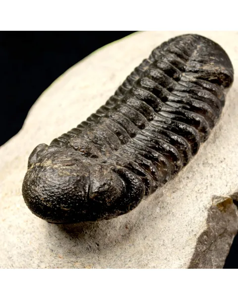 Trilobite Fossile  Phacops Rana – Devoniano, Marocco