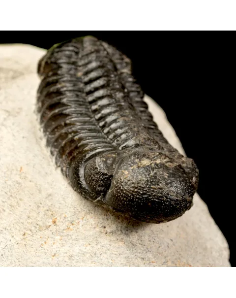 Trilobite Fossile  Phacops Rana – Devoniano, Marocco