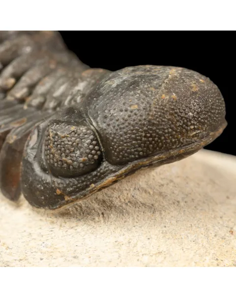 Trilobite Gerastos Granulosus – Fossile Devoniano.