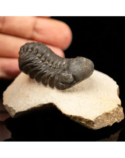 Trilobite Gerastos Granulosus – Fossile Devoniano.