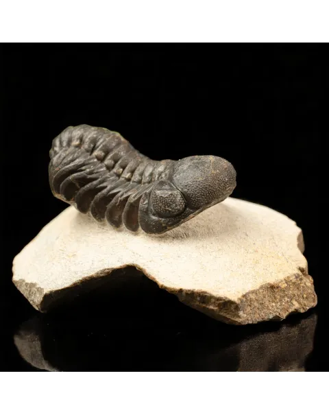Trilobite Gerastos Granulosus – Fossile Devoniano.