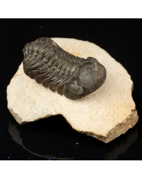 Trilobite Gerastos Granulosus – Fossile Devoniano.