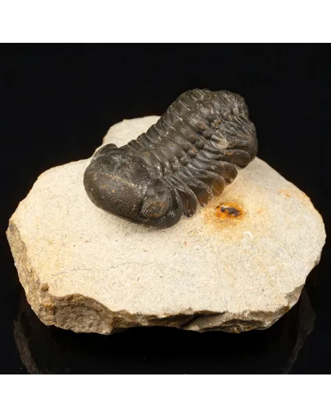 Trilobite Gerastos Granulosus – Fossile Devoniano.