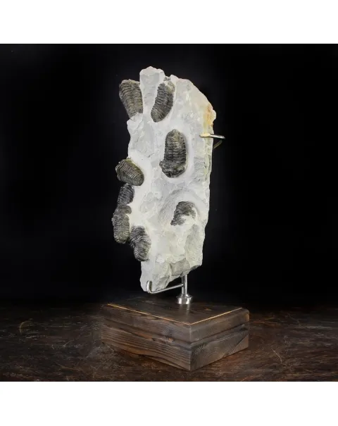 Trilobite Fossil