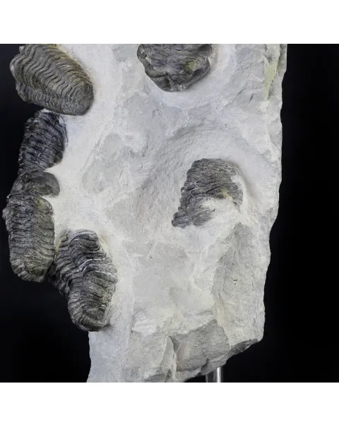 Trilobite Fossil