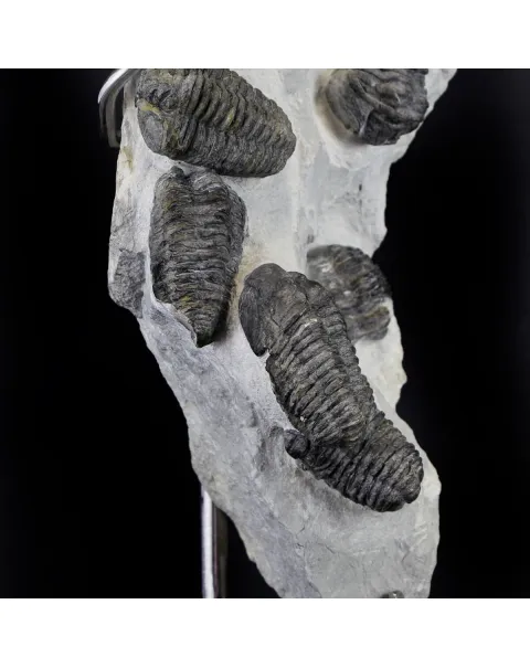 Trilobite Fossil