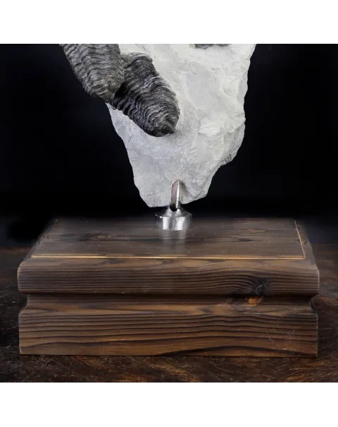 Trilobite Fossil