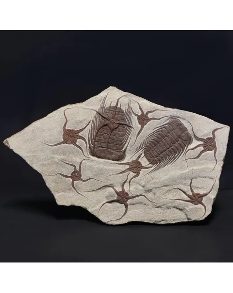 Trilobite Selenopeltis e Ophiura