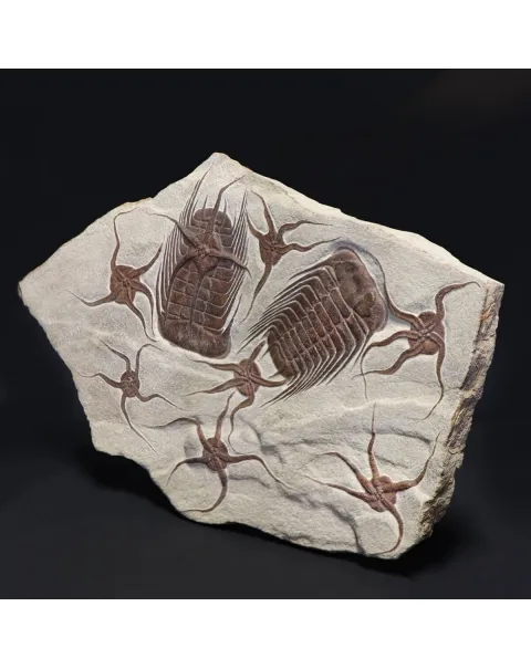 Trilobite Selenopeltis e Ophiura