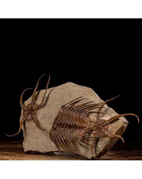 Trilobite Selenopeltis e Ophiura