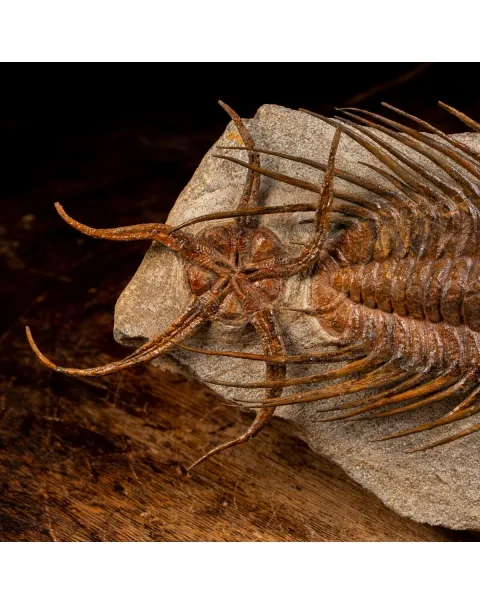 Trilobite Selenopeltis e Ophiura